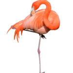 Flamingo free png