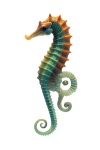 Sea horse png