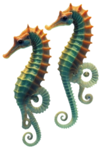 Sea horse png