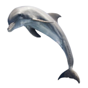 dolphin png