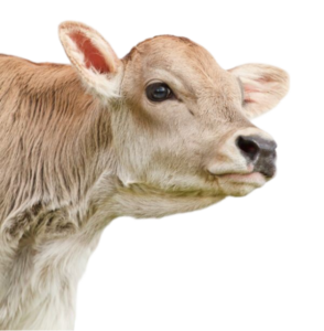 cow png