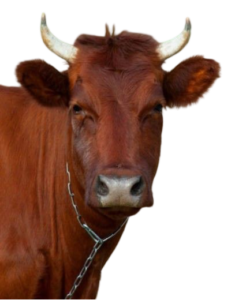 cow png