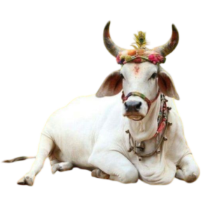 cow png