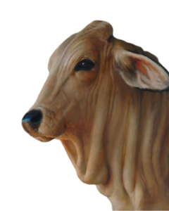 cow png