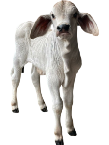 cow png