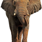 Elephant free Png