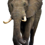 Elephant free Png