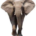 Elephant free Png