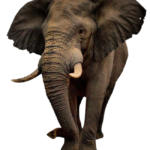 Elephant free Png