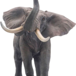 Elephant free Png