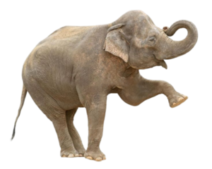 Elephant free Png