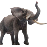 Elephant free Png