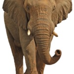 Elephant free Png