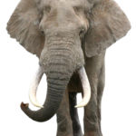 Elephant free Png