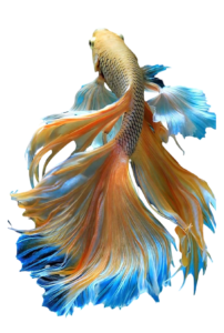 fish free png