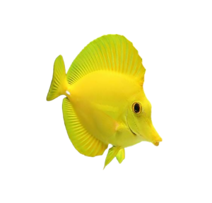 fish free png