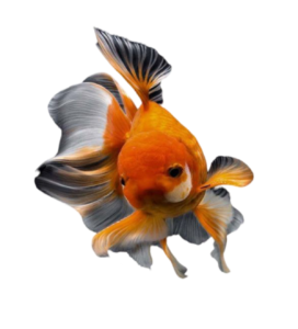 fish free png