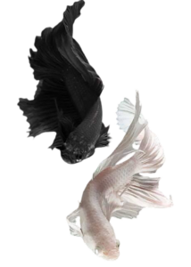 fish free png