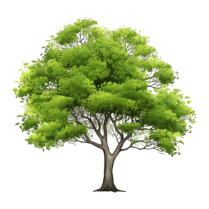 tree free png